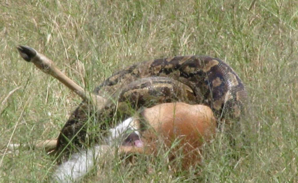 West Houston Maranatha Blog: Python 1, Impala 0