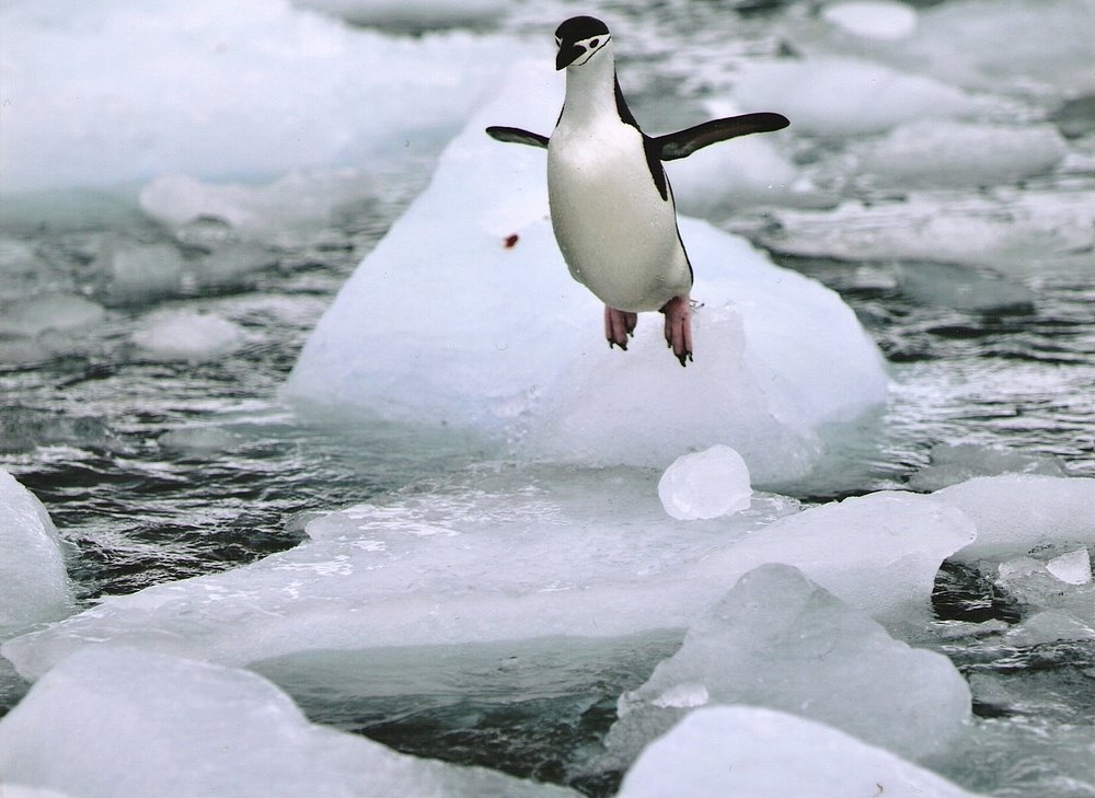 [LM+Johnson+Antarctique+Pinguoin+sauteur+ttd+smaller.jpg]