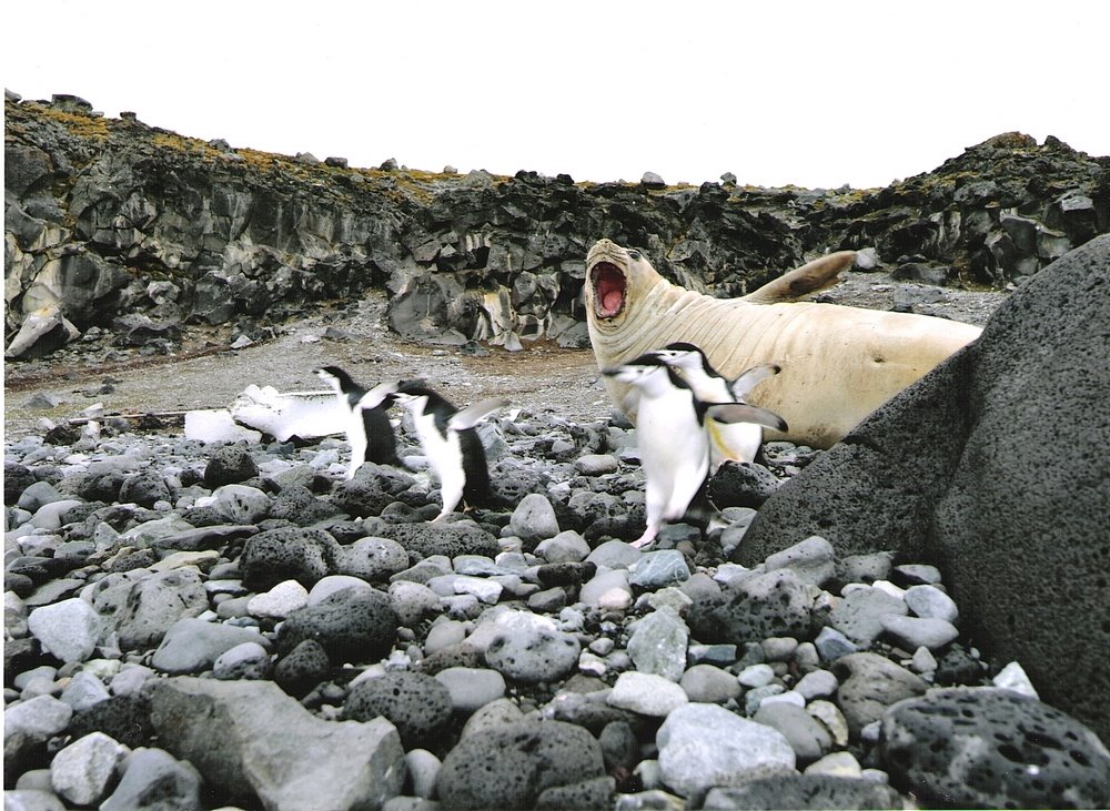 [LM+Johnson+Antarctique+Pinguoins+et+phoque+ttd+smaller.jpg]