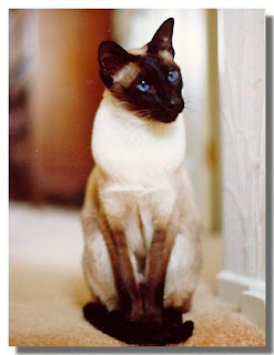 Photo of Whiskers, a Seal Point Siamese