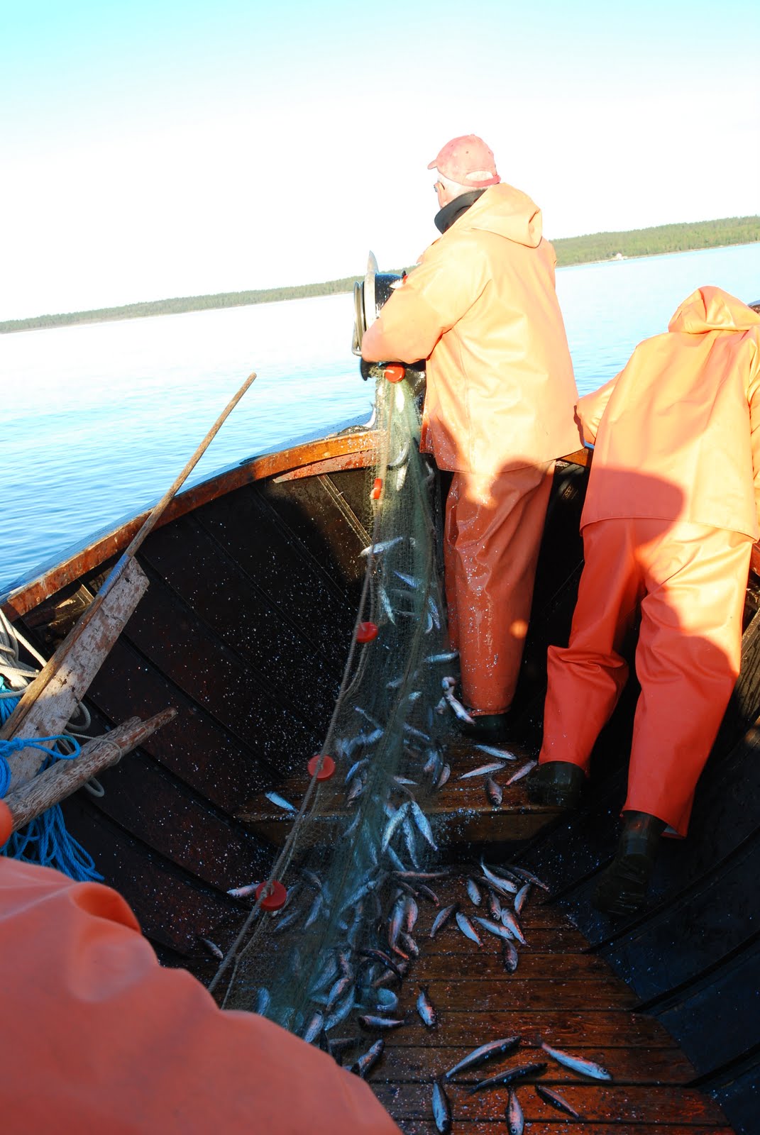 Emil Sjöbergs Jakt & Fiske: Bilder från Strömmingsfiske 2010