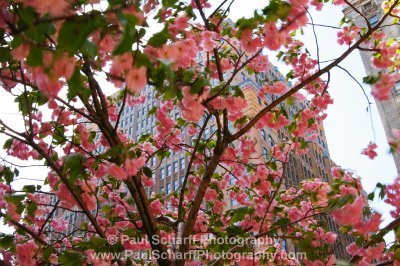 [Buildings+And+Blossoms.JPG]