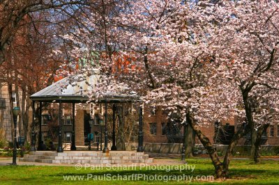 [Sakura+Park.JPG]