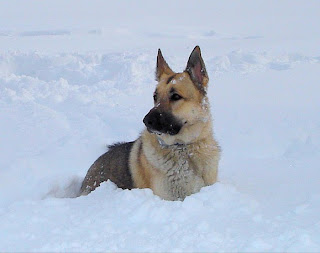 Bellegrace's Blue Timber Wolf, HIC, HCT1, CGC, TDI