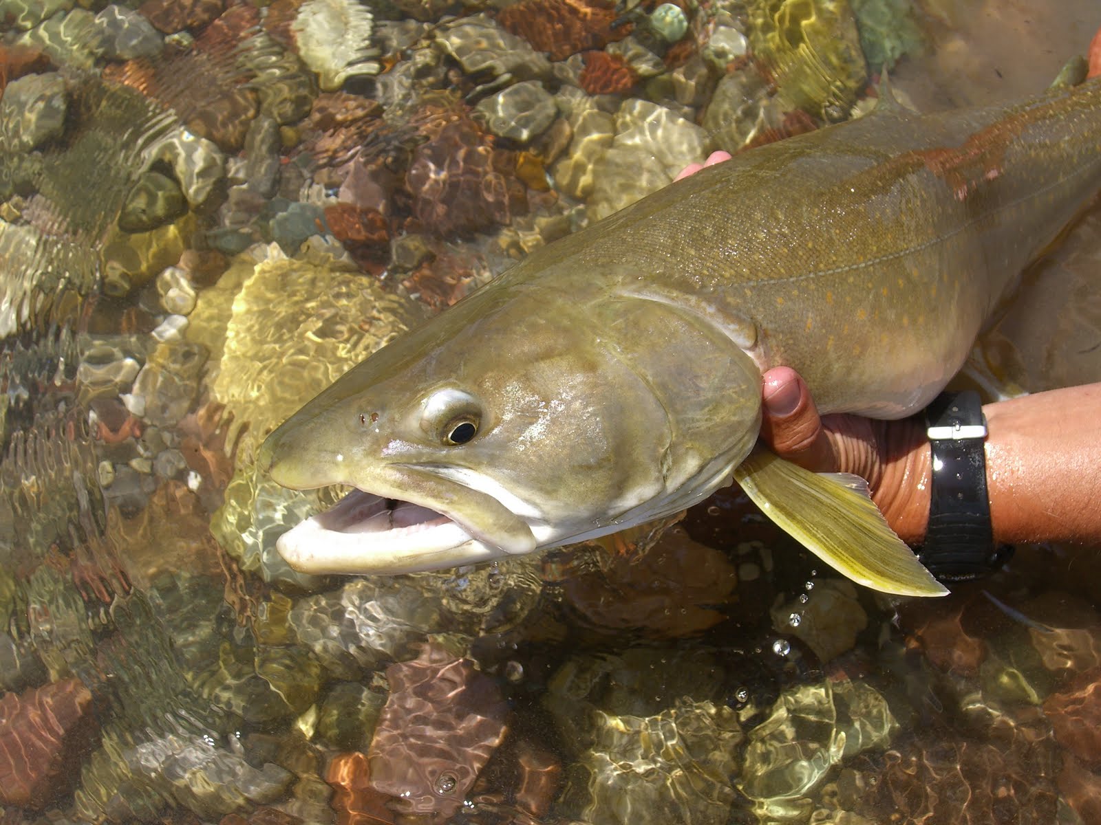 Montana Native Fish Bull Trout