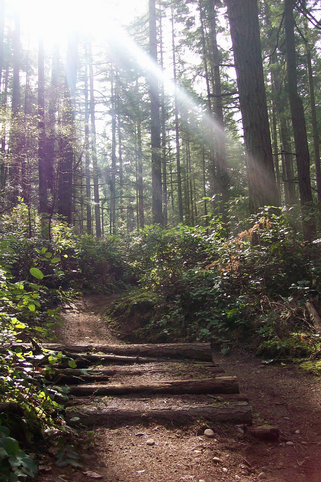 Extrahyperactive Mountain Biking In Banner Forest