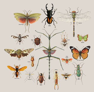 Plantae dan Animalia: Klasifikasi Invertebrata