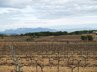 Vinyes de Can Grau de la Muntanya amb la masia a la dreta. Al fons veiem Montserrat i Sant Llorenç del Munt