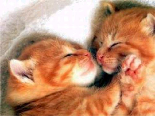 The Smitten Kitten
