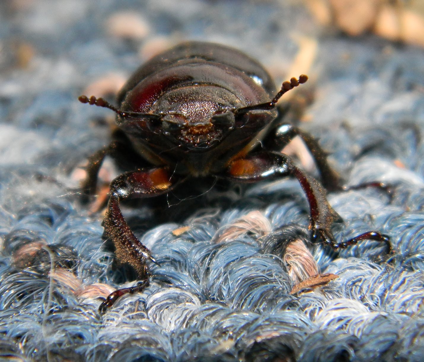 June Bug The Kingdom of Ken