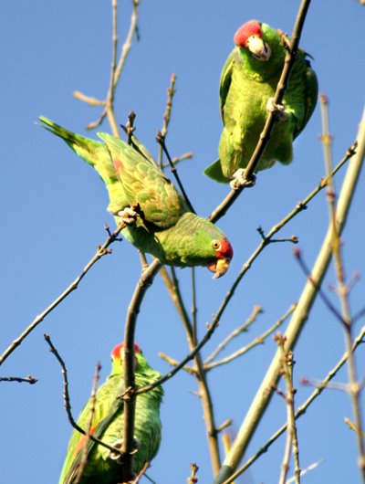 [wild+birds1.jpg]