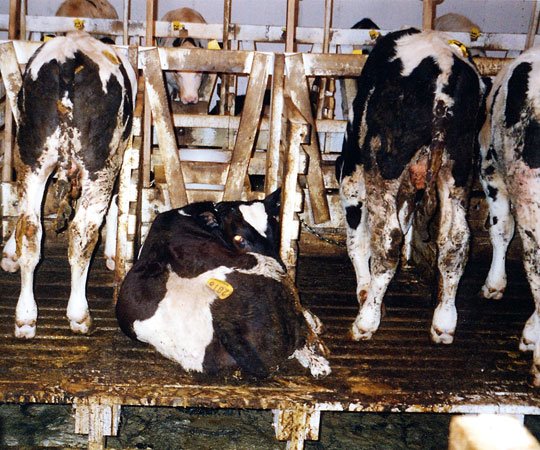 [veal-calves.jpg]