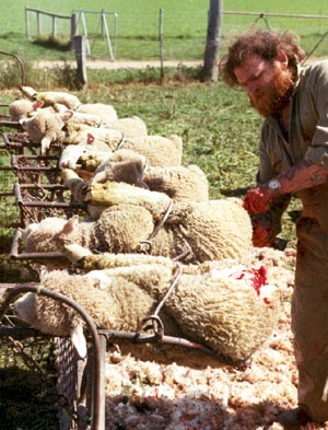 [lambs_being_mulesed.jpg]