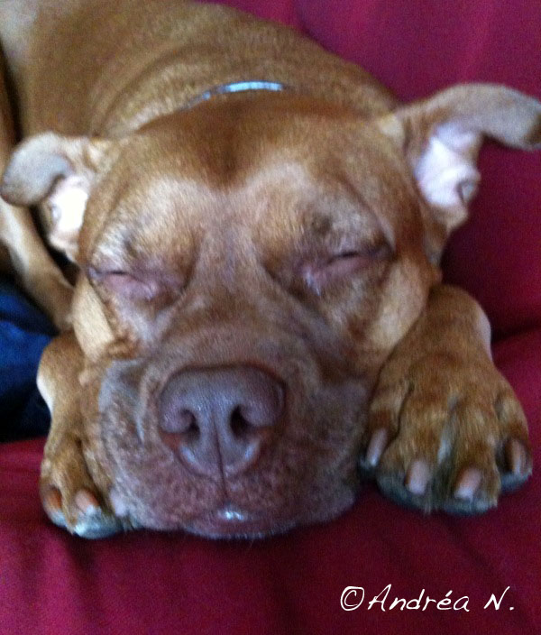 [Petfood2.jpg]