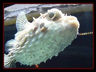 ilmu Pengetahuan Alam (IPA): Ikan Buntal Babi