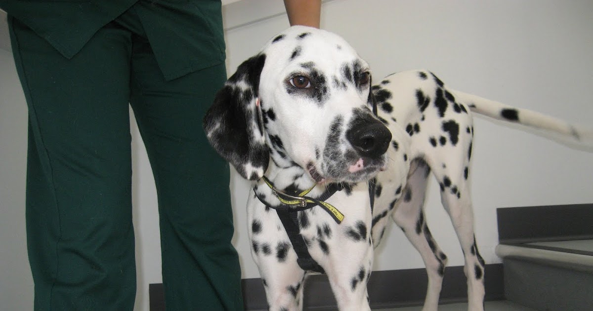 Dogs Trust Urgent rehoming appeal Toby the Dalmatian pup