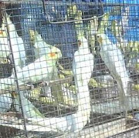 Cockatiel Bird Food, Books India Online :: Cockatiel - Why They Make