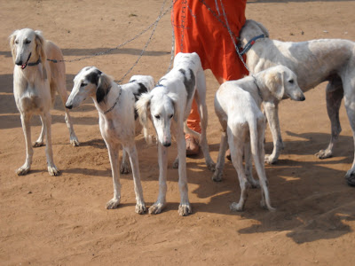 saluki dog ahmedabad
