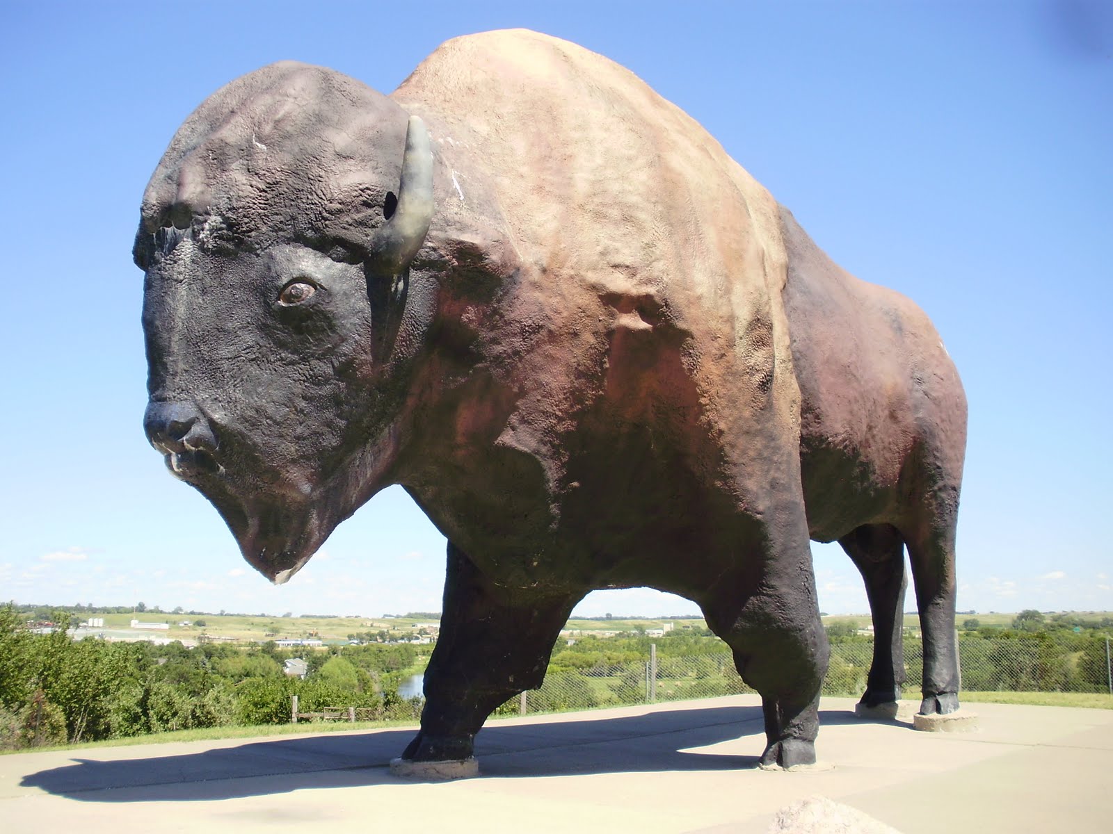 Life at 55 mph World’s largest buffalo in Jamestown and world's
