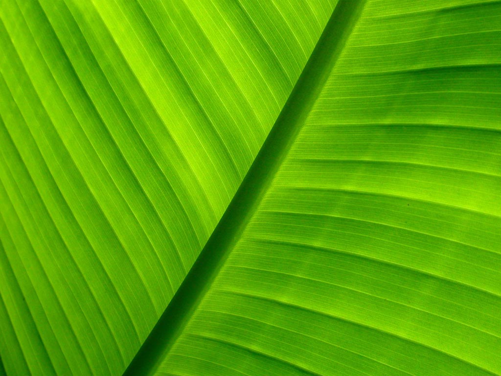 [00240_green_1024x768.jpg]