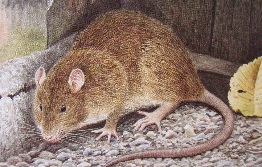 Fru Purjo fixar: Det var ingen råtta...