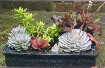 Jardines de cactus y suculentas: Jardines con plantas suculentas