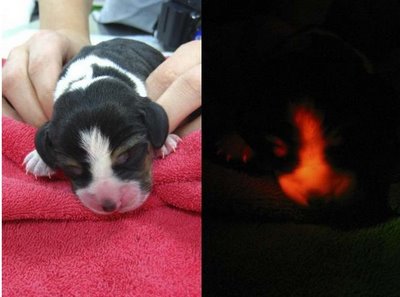 [beagle+modificado.JPG]