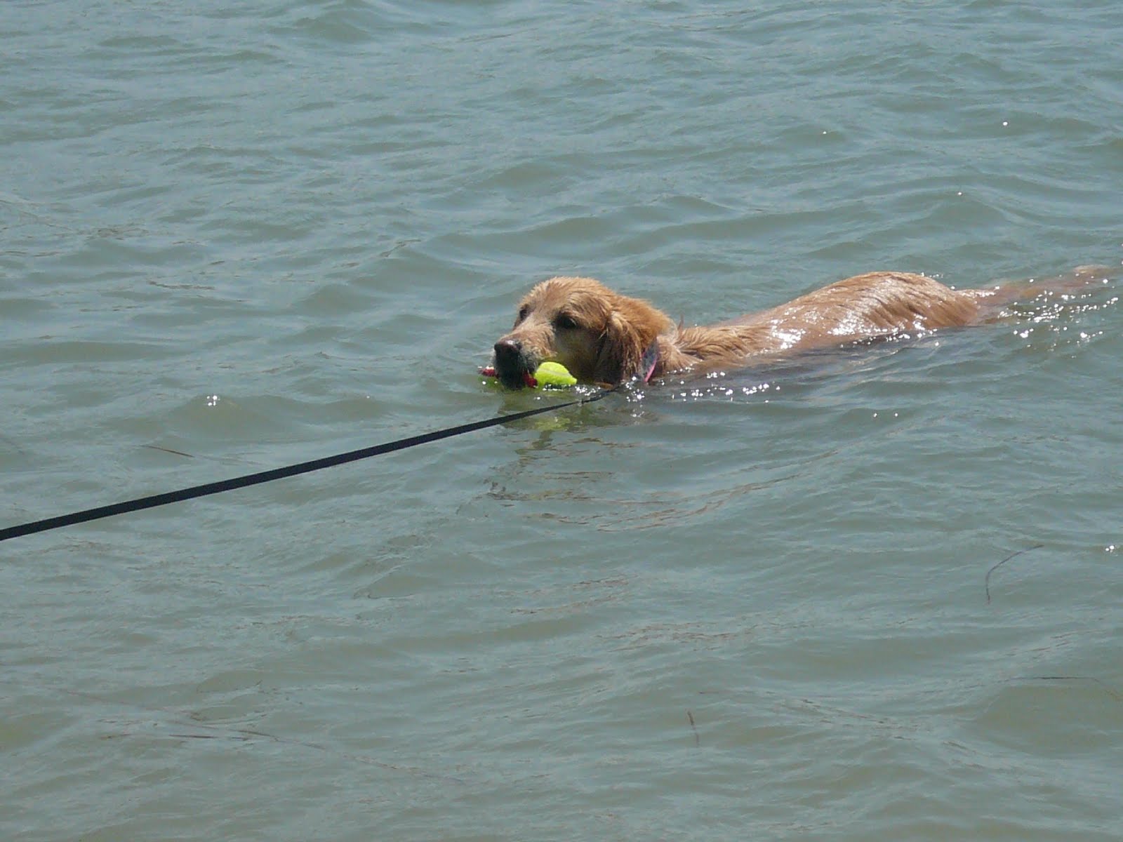 SD Dog Life Dog friendly beach at Carlsbad Lagoon