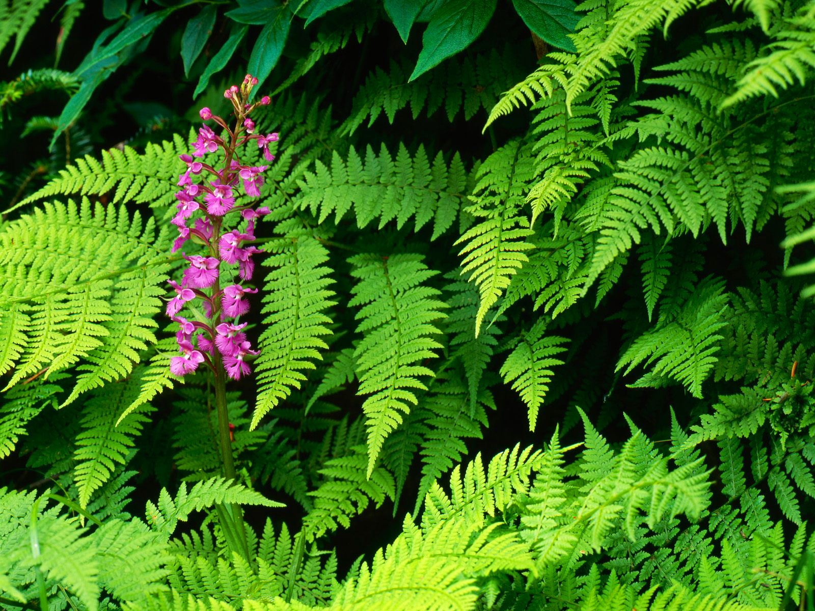 [Ferns-and-Orchid--NorthCarolina.png]