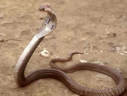 Serpiente+cobra.jpg