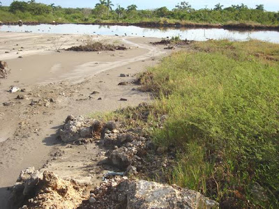 REMEDIACIÓN BIOLÓGICA DE SUELOS CONTAMINADOS POR HIDROCARBUROS