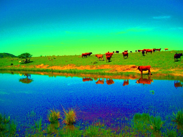 Cow Reflection