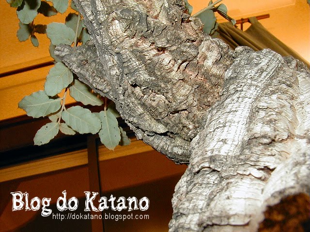 [bonsai2.jpg]