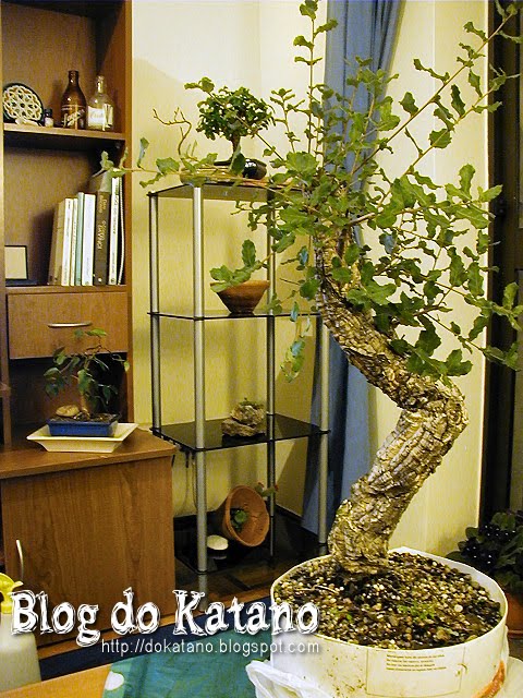[bonsai1.jpg]