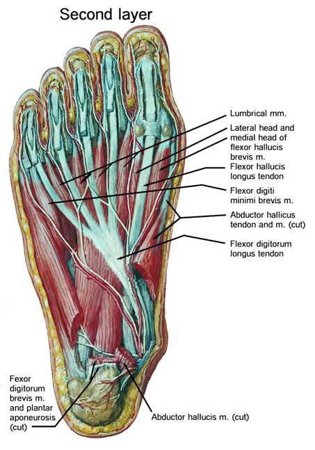 [foot+tendons.jpg]