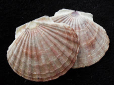 FOLLOW THESE SHELLS