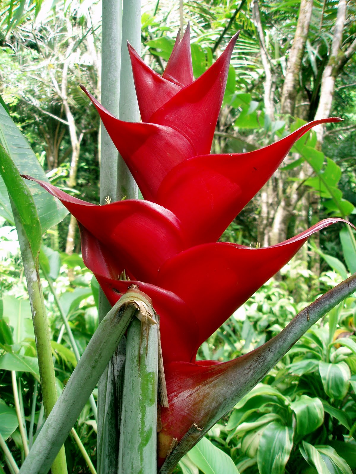 Uzma Aslam Khan Hawaii Flowers OAHU (Lyon Arboretum, AprilMay 2010)
