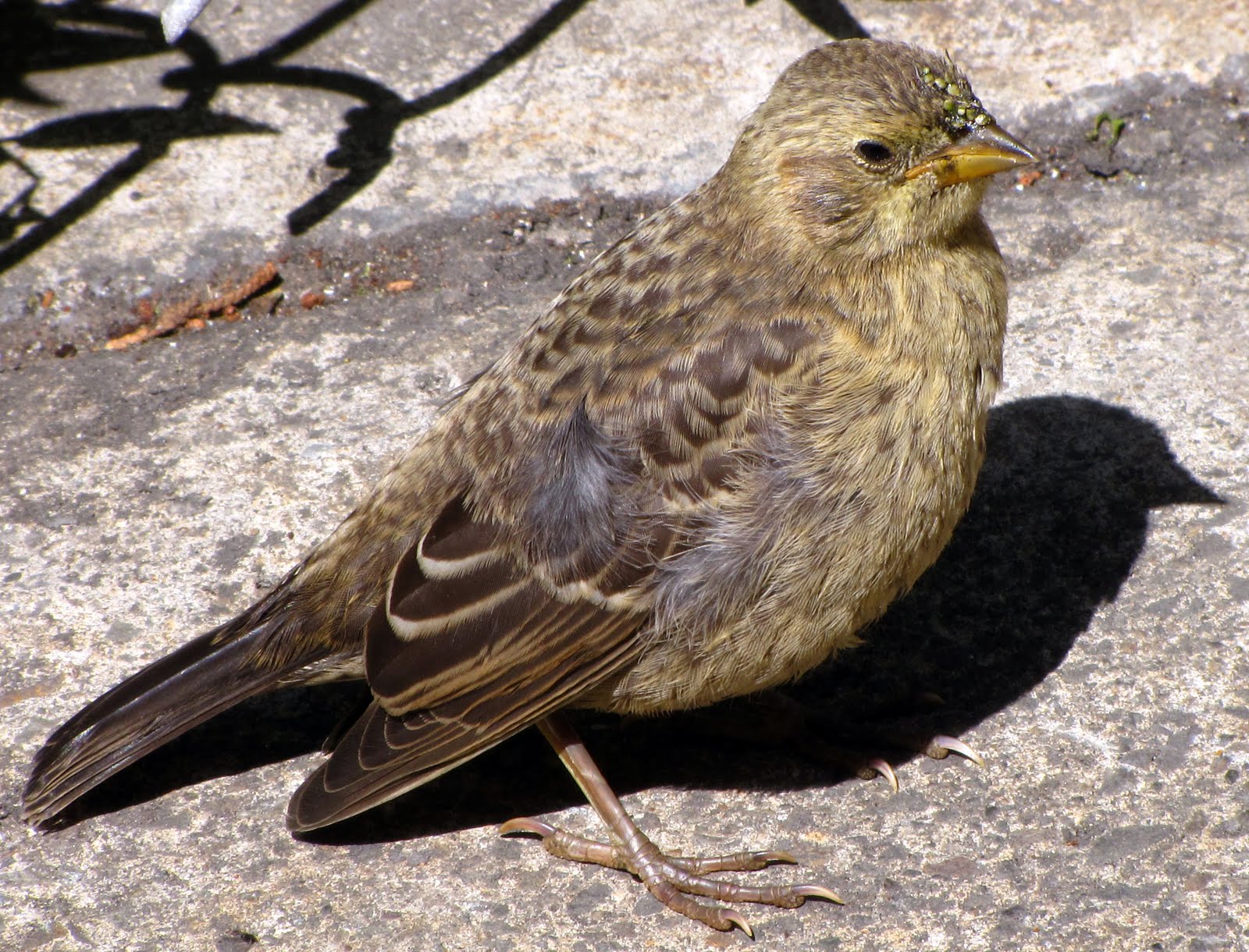 MAGANRORD: Cowbirds III: Media deluge, appearance by a female adult and