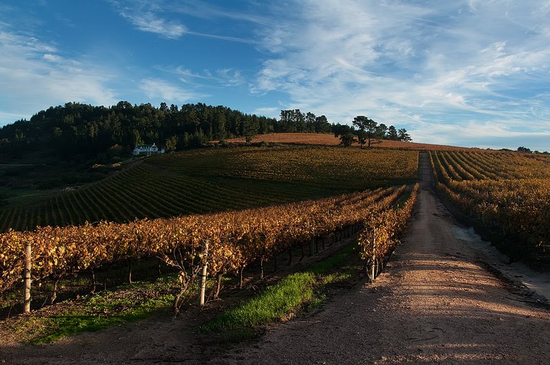 Summerwood Guest House Jordan Winery Winery of the week