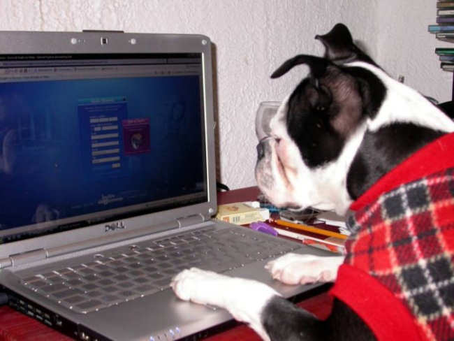 Animals Using Computer