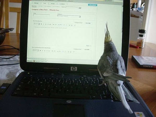 Animals Using Computer