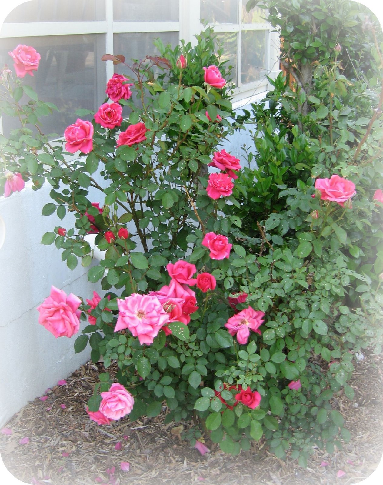 [Rose+Bush.jpg]