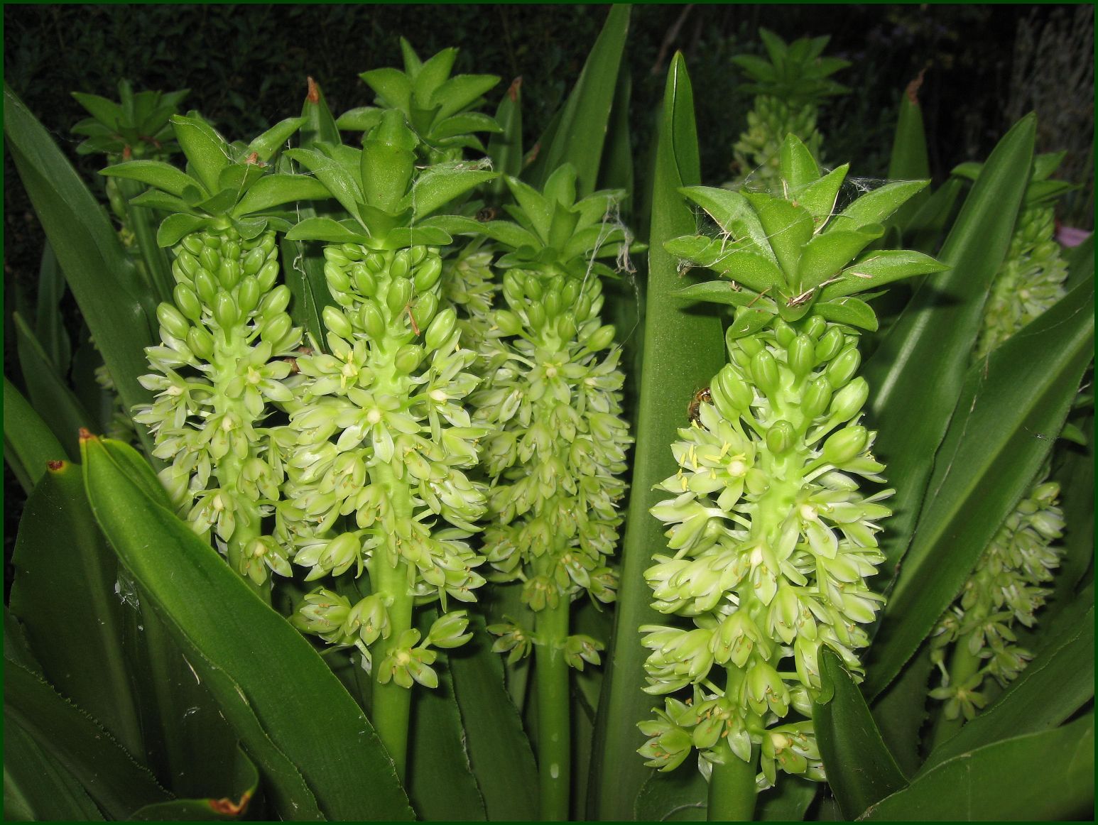 [Pineapple+Lily4.jpg]