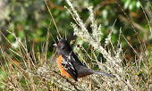 Rufous-sided or Spotted Towhee