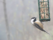 Black-capped Chickadee