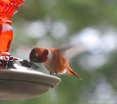 Rufous Hummingbird