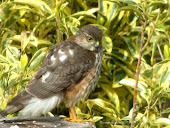 Juvenile Sharp-shinned Hawk