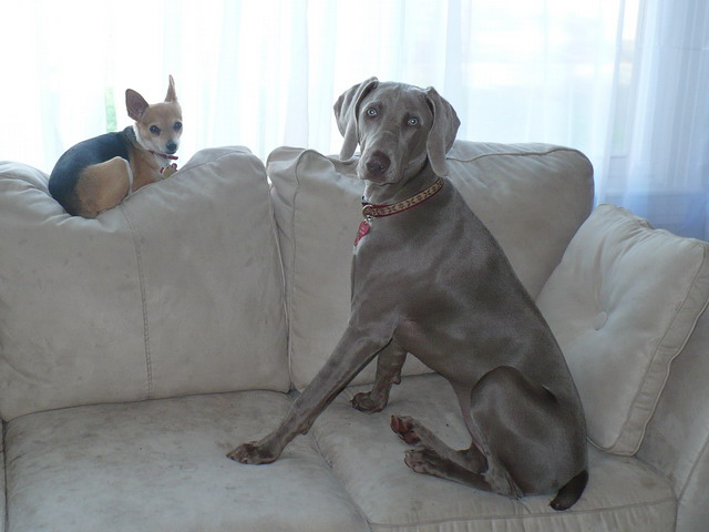 Big Dog, Little Dog