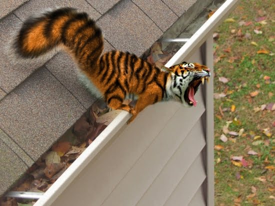 [TigerSquirrel.jpg]
