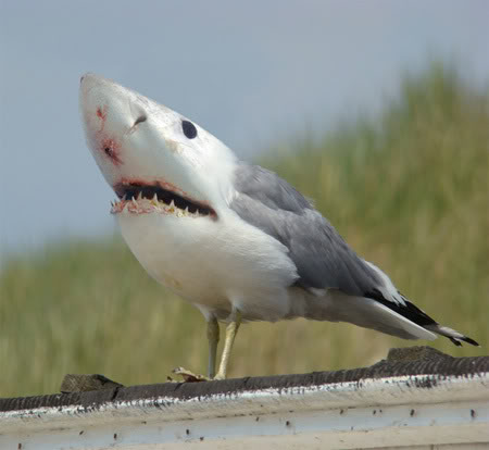 [sharkgull.jpg]